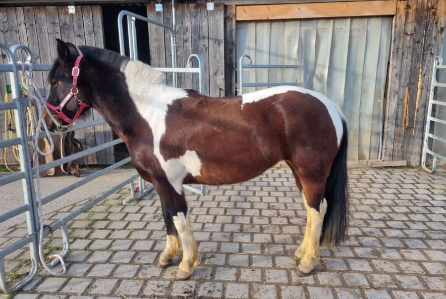 La Presencia Criollos Gestüt Jasmin Brand