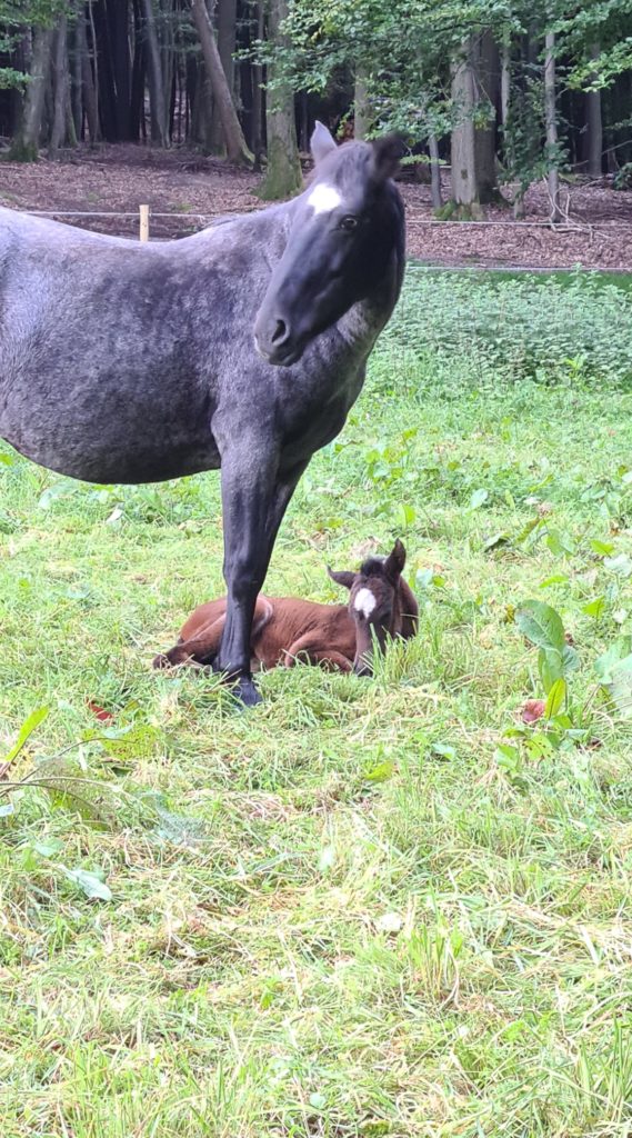 valancia_1