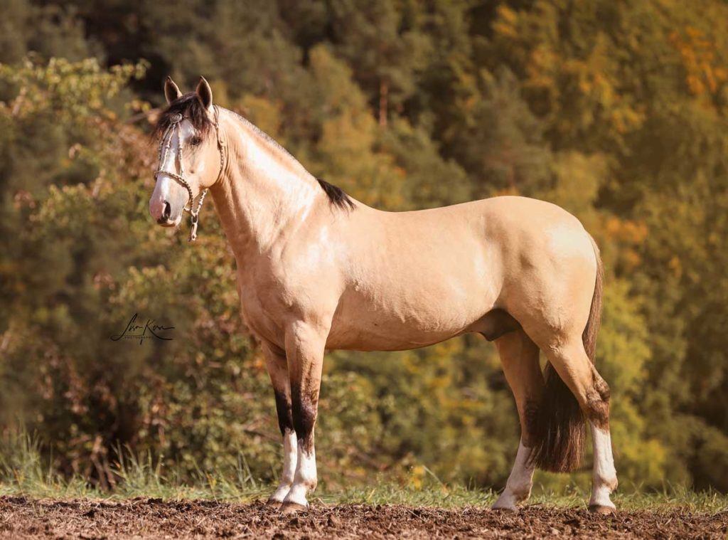 Zuchtpferde La Presencia Criollos zuchtpferde-la-presencia-criollos