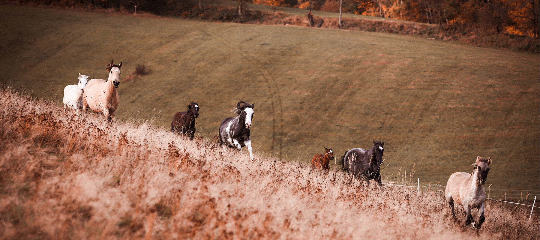 La Presencia Criollos Gestüt Jasmin Brand