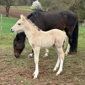 La_Presencia_Deseada-linke-seite