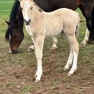 La_Presencia_Deseada1