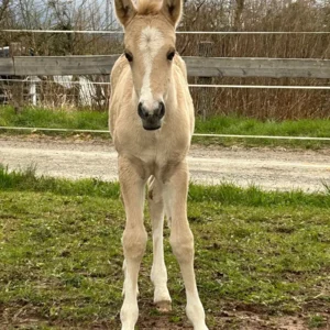 La_Presencia_Deseada_vorne