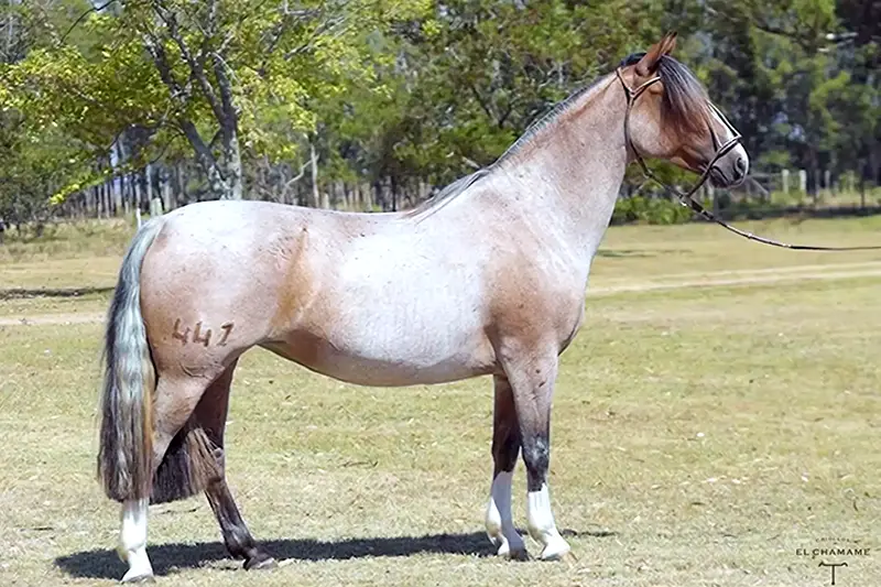 Hermana del Chamamé