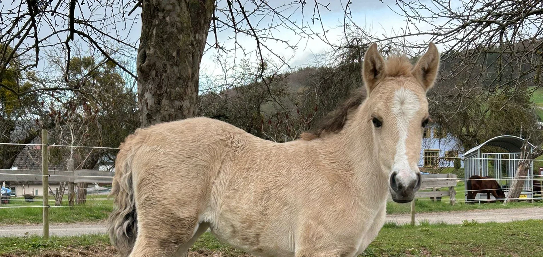 La Presencia Deseada
