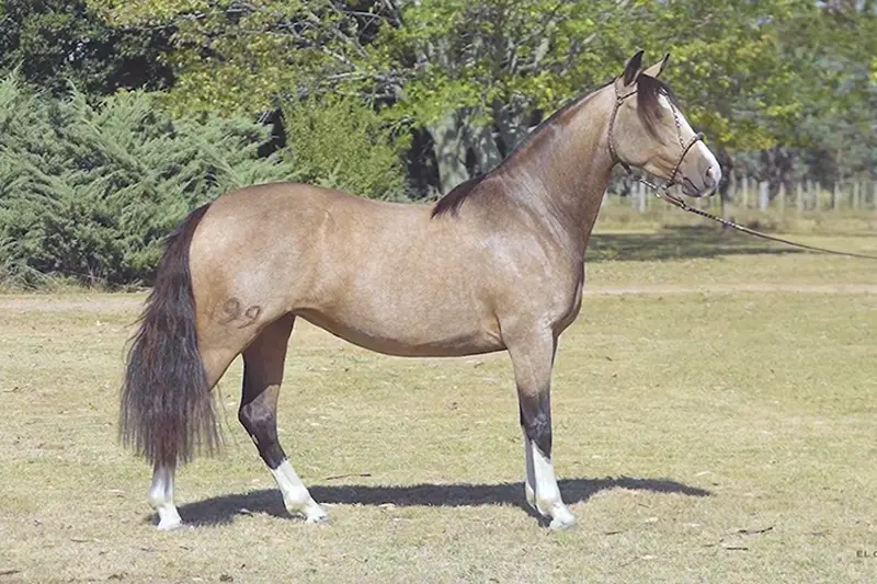 Polla Colorada del Chamamé